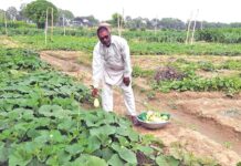 Vegetable Farming