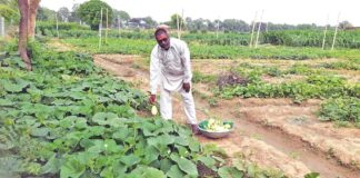 Vegetable Farming