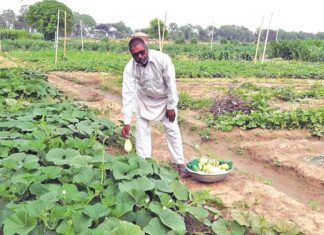 Vegetable Farming