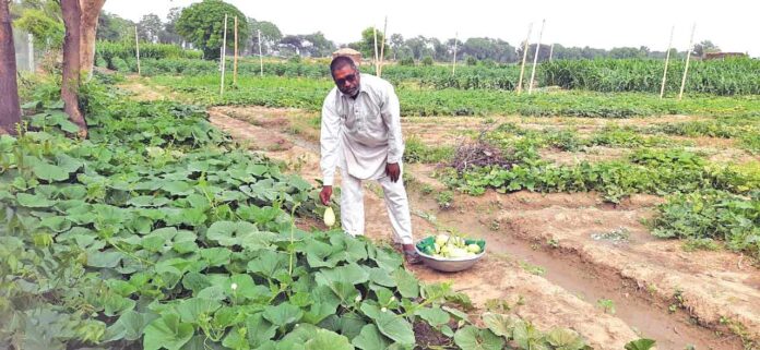 Vegetable Farming