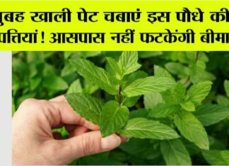 Benefits of Tulsi Leaves