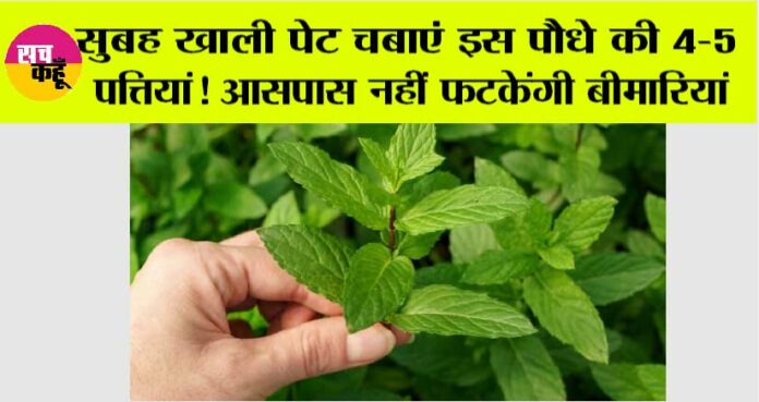 Benefits of Tulsi Leaves