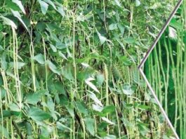 Cowpea Cultivation