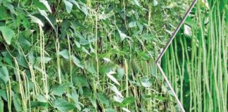 Cowpea Cultivation