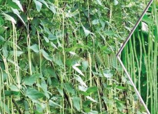 Cowpea Cultivation