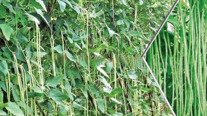 Cowpea Cultivation