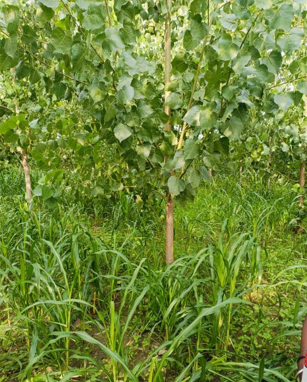 Tree Farming