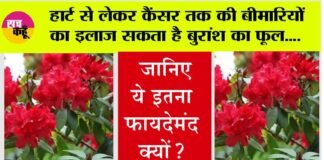 Buransh Flower Benefits