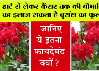 Buransh Flower Benefits