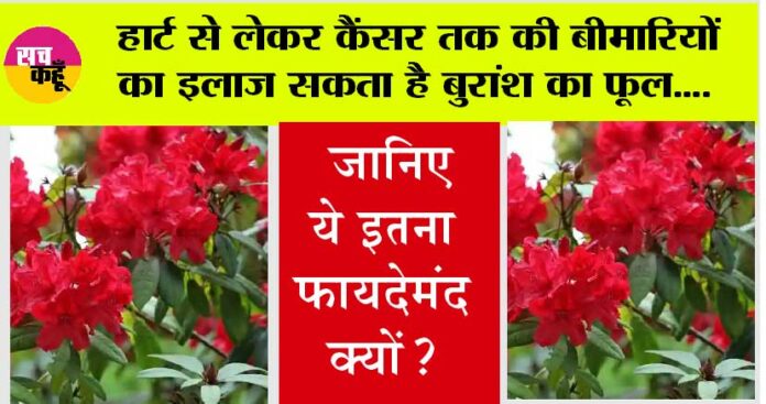 Buransh Flower Benefits