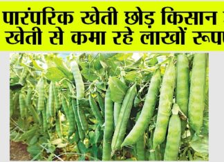 Kisan News