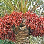 Date Palm Farming