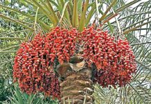 Date Palm Farming