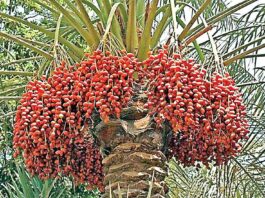 Date Palm Farming