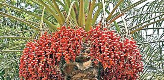 Date Palm Farming