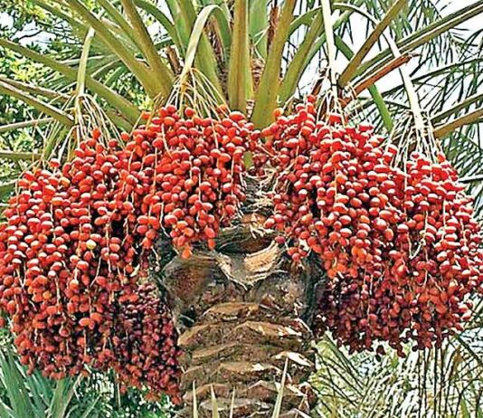 Date Palm Farming