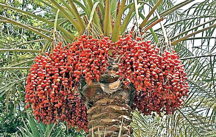 Date Palm Farming