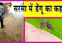 Sirsa Dengue News