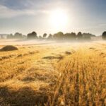 Stubble Burning