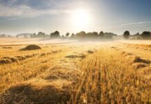 Stubble Burning