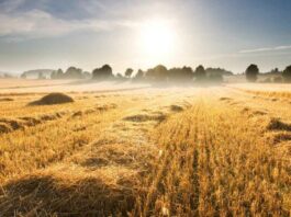 Stubble Burning