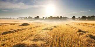 Stubble Burning