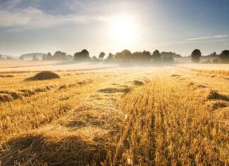 Stubble Burning