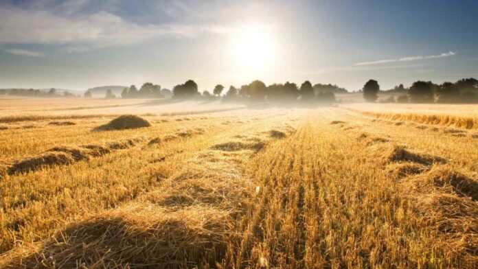 Stubble Burning