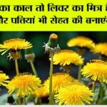 Benefits of Dandelion Plant