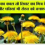 Benefits of Dandelion Plant