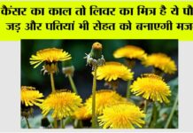 Benefits of Dandelion Plant