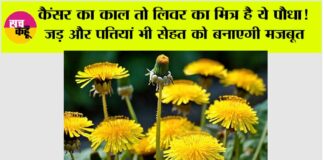 Benefits of Dandelion Plant