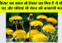 Benefits of Dandelion Plant