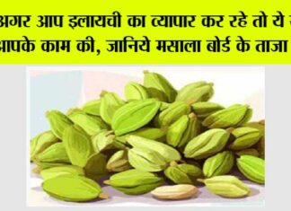 Cardamom