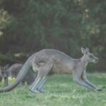 Kangaroos Death Case