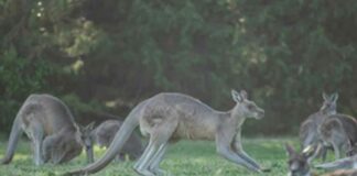 Kangaroos Death Case