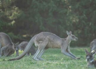 Kangaroos Death Case