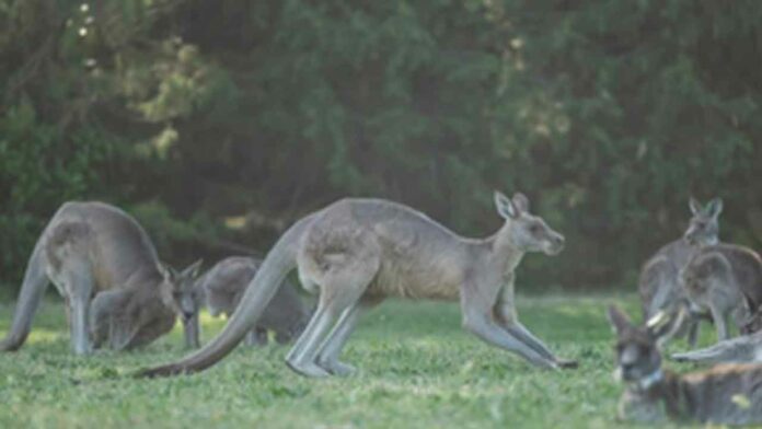 Kangaroos Death Case