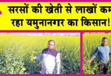 Mustard Farming