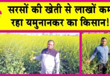 Mustard Farming