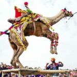 International Camel Festival