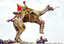 International Camel Festival