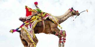 International Camel Festival