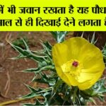 Satyanashi Plant Benefits