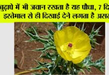 Satyanashi Plant Benefits