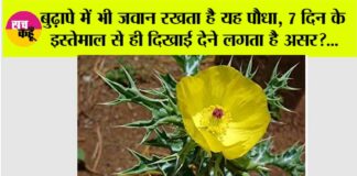 Satyanashi Plant Benefits