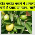 Guava Leaf for Diabetes