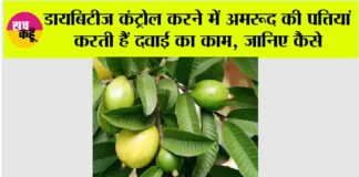 Guava Leaf for Diabetes