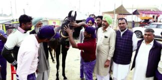 Hanumangarh Horse Fair