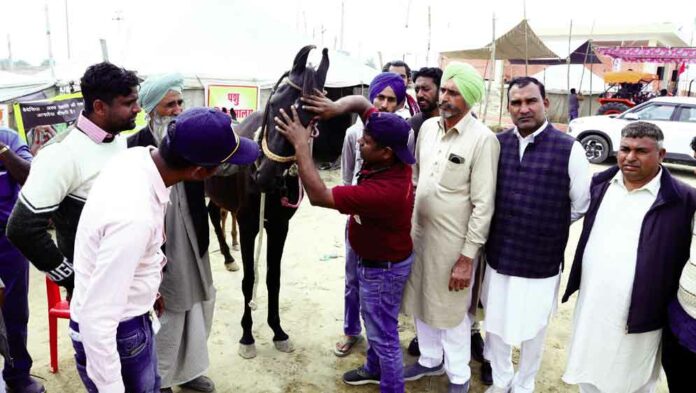 Hanumangarh Horse Fair